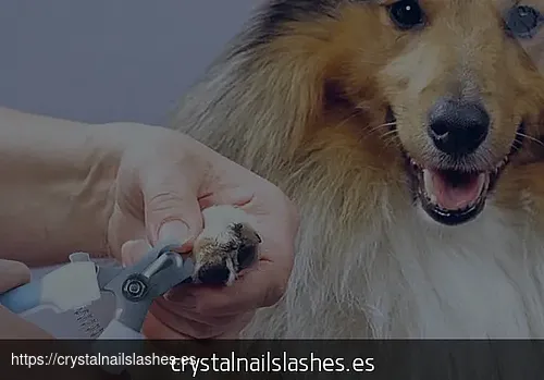 como cortar las uñas a un perro pug fotos