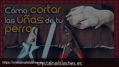 donde cortarle las uñas a mi perro
