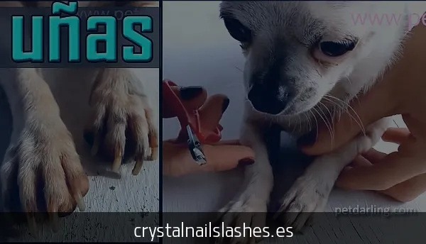 como fortalecer las uñas de mi perro hace