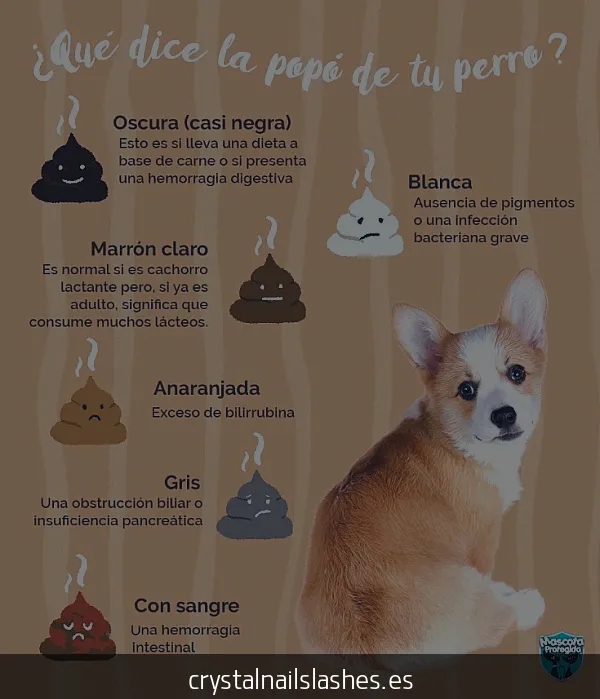 como fortalecer las uñas de mi perro hace