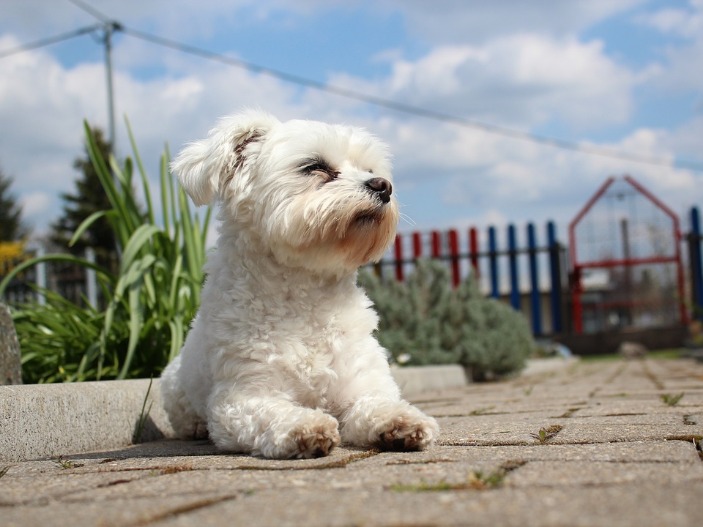 Betting_websites_and_apps_corte_de_bichon_maltes_1.jpeg